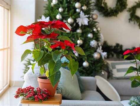 How to Create a Stunning Poinsettia Tree for the Holidays