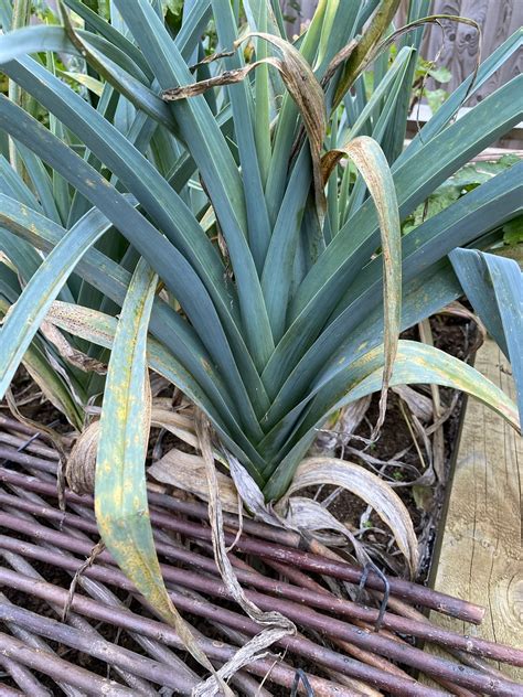Can I Eat My Leeks? – Identifying Common Leek Diseases – Sow Grow Harvest.co.uk