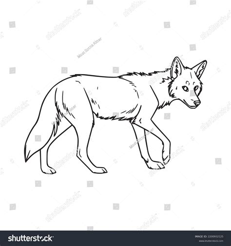 This Vector Illustration Cartoon Cute Coyote Stock Vector (Royalty Free ...