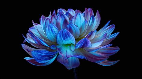 Dahlia flower Wallpaper 4K, Blue flower, Blue dahlia