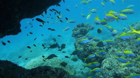 Langkawi Dolphin Cruise - 2022 What to Know Before You Go (with Photos ...