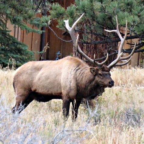Estes Park Elk Fest 2017 | Rocky mountain national park, Estes park elk ...