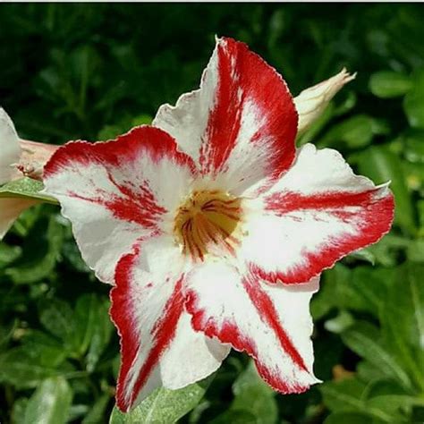 Linckii Star Adenium Desert Rose Plant | myBageecha