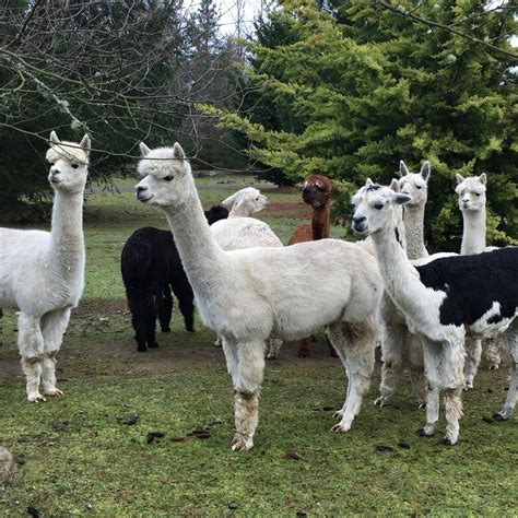 TAHOMA VISTA FIBER MILL AND LA VIDA ALPACA (2025) All You Need to Know ...