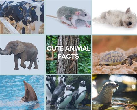 Cute Animal Facts That Can Surprise You