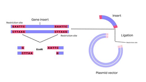 Cloning 的图像结果