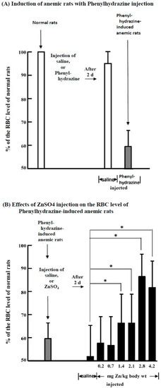 Zinc Supplementation Stimulates Red Blood Cell Formation in Rats
