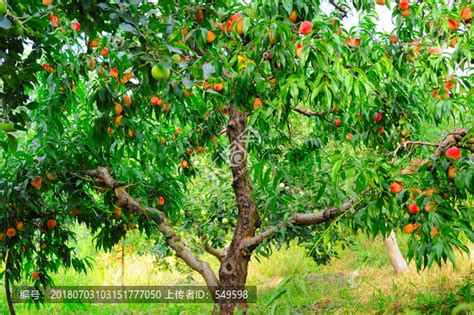 果园里的果树上结满果实高清图片下载-正版图片600200422-摄图网
