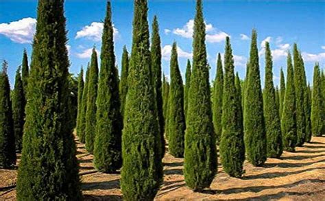 Plant Nursery Online Pencil Pine Ornamental Plants (Pack Of 2 ...