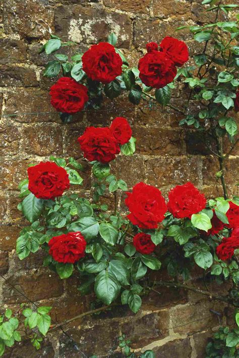 Climbing Rose Variety at Timothy Bottom blog