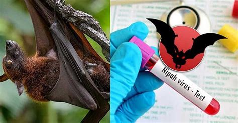 West Bengal On High Alert As 2 Nurses Test Positive For Nipah Virus In ...