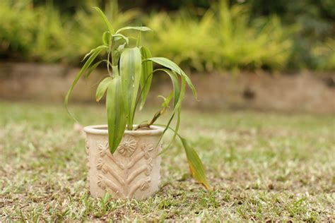 Tree of Life – Swadeh – Artisanal Handcrafted Décor