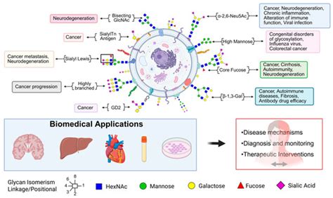 Glycomics in Human Diseases and Its Emerging Role in Biomarker Discovery