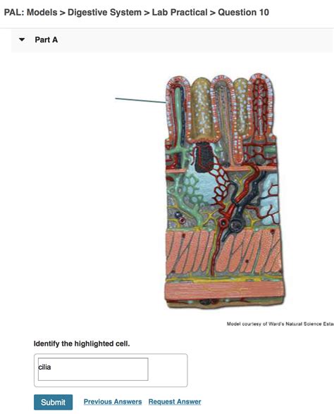 Solved PAL: Histology u003e Digestive System u003e Lab Practical u003e | Chegg.com