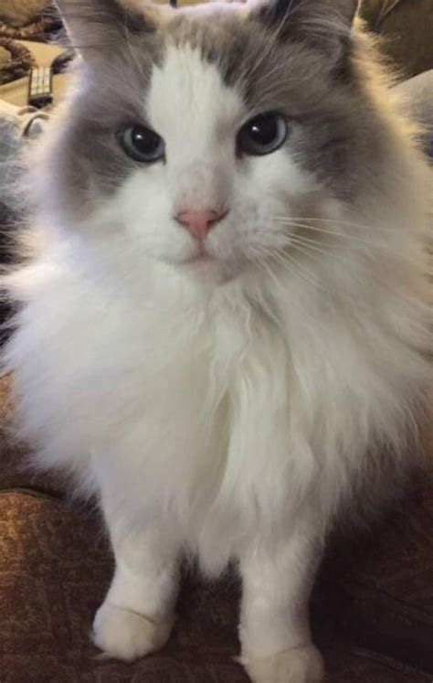 cat keeps throwing up