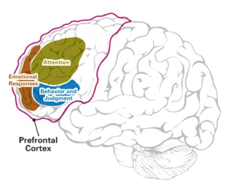 Image result for ADHD Prefrontal Cortex