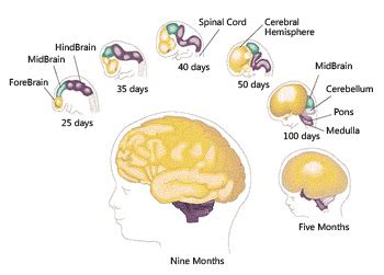 Child Brain Development | Scientific fingerprint analysis Test ...