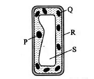 Carefully observe the microscopic image of a plant cell found in the ...