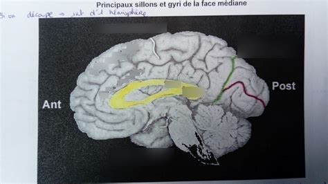 Rezultat imagine pentru Gyri