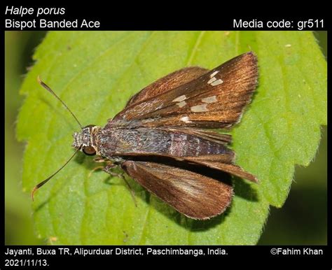 Halpe porus | Butterfly