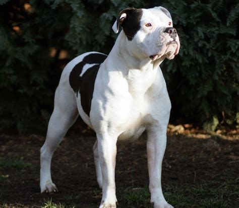 Old English Bulldog Versus English Bulldog at Jason Davies blog