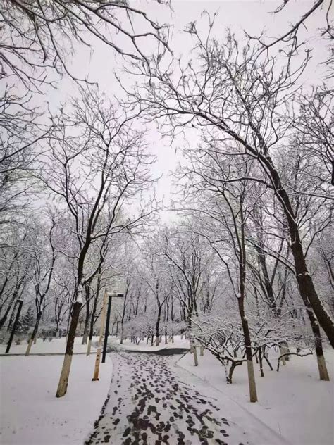 三月下雪的北京，太太太美了！_腾讯新闻