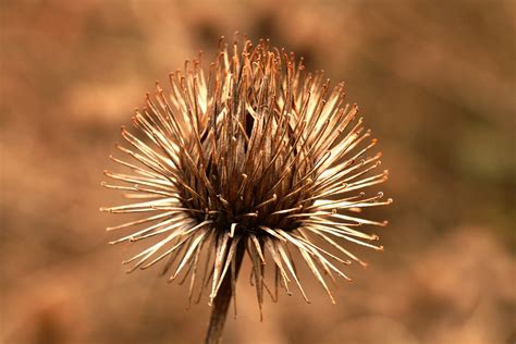 Bildergebnis für Kletten