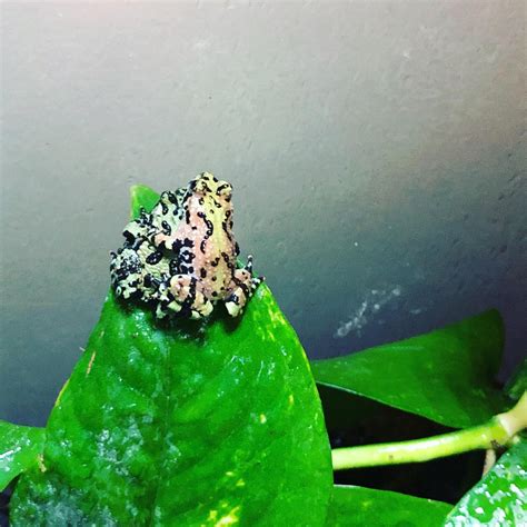 Poisonous Fire Belly Toads: Aposematic Coloration and Predators