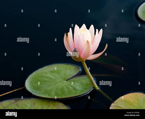 Hardy lily pads hi-res stock photography and images - Alamy