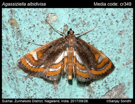 Agassiziella albidivisa (Warren, [1896]) - | Moths