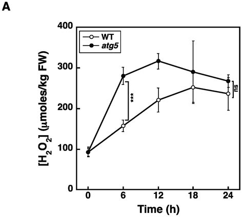 Hydrogen Peroxide Mediates Premature Senescence Caused by Darkness and ...
