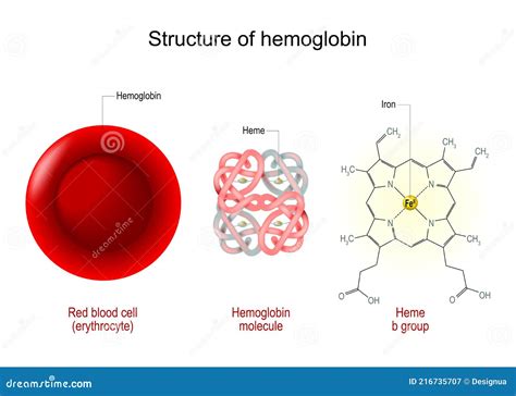 Image result for Haemoglobin Structure Model