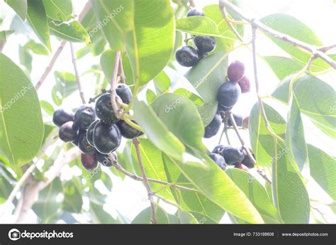 Image result for Java Plum Tree