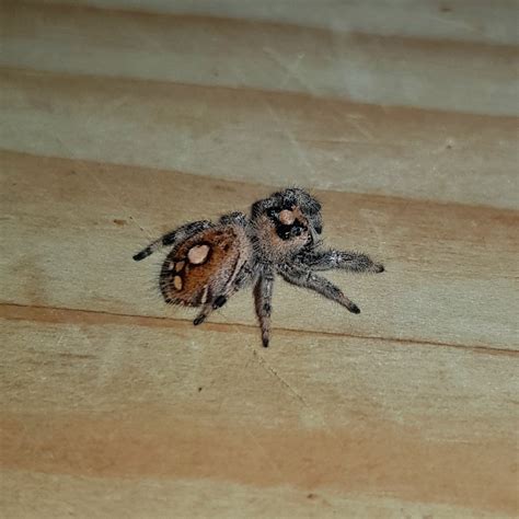 Where To Buy Pet Jumping Spiders at Patrick Bautista blog