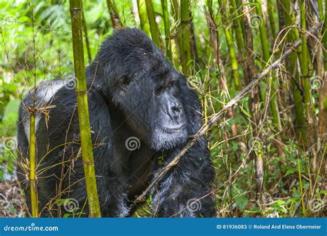 Guhonda the Largest Silverback Gorilla in Rwanda Stock Image - Image of ...