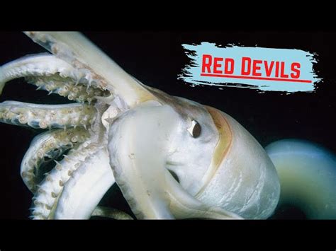 Image result for Red Devil Squid