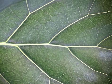 Download wallpaper 800x600 leaf, veins, lines, green, macro pocket pc ...