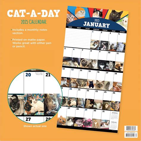 TFPublishing TF PUBLISHING 2025 Cat-A-Day Wall Calendar - Large India ...