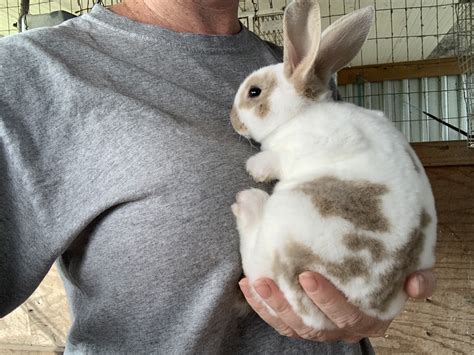 Mini Rex Rabbits For Sale | $40 | Lakeland, FL #543258