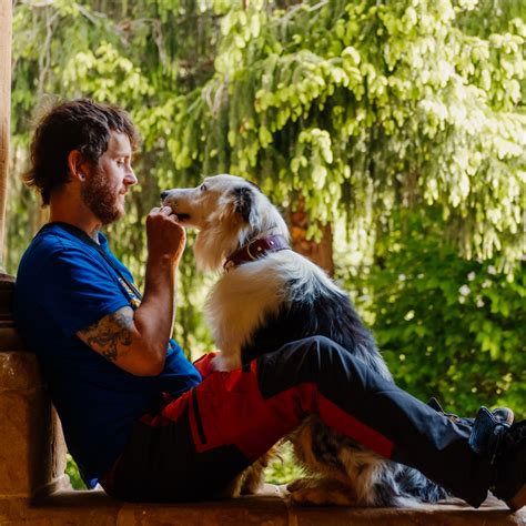 What is the Average Life Expectancy of a Border Collie? - My Border Collie