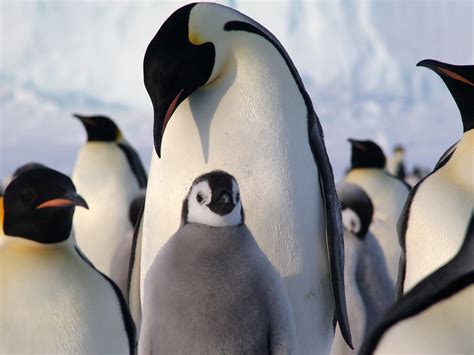 Cute Baby Emperor Penguin