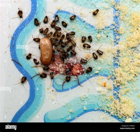 cockroach egg sack with lots of baby cockroaches stuck on a catcher ...