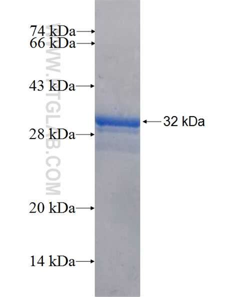 SLC35C2 Fusion Protein Ag26594 | Proteintech