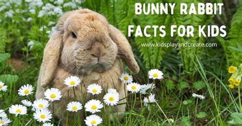 Bunny Rabbit
