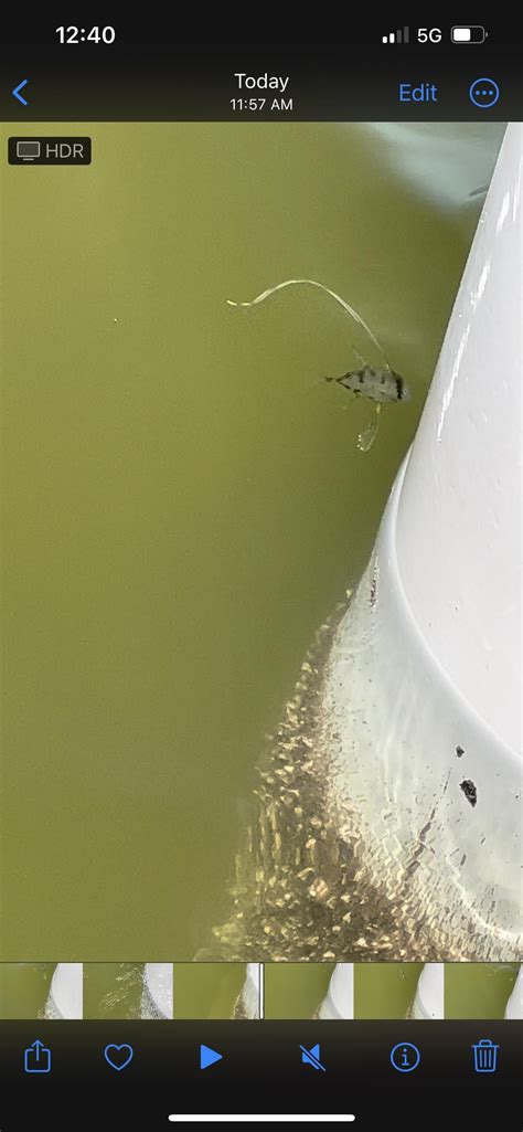 Image result for Alien Fish IRL