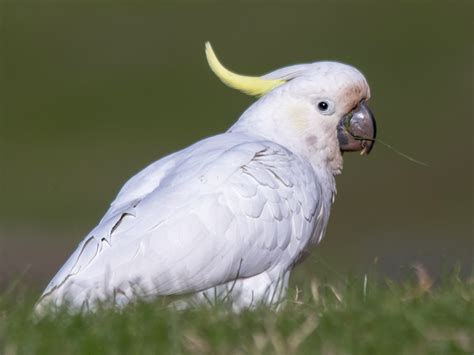 Sulphur-crested Cockatoo - eBird