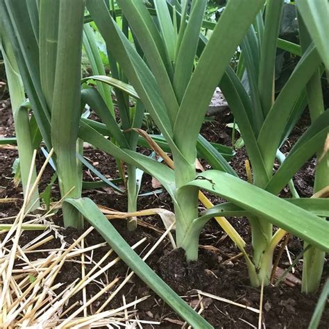 Leek — Winterspring Farm