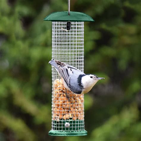 The Best Blue Jay Bird Feeders for Peanuts - Birds and Blooms