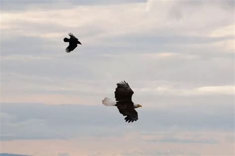 鹰眼看世界：老鹰背负摄像机，扶摇直上三千米_哔哩哔哩_bilibili