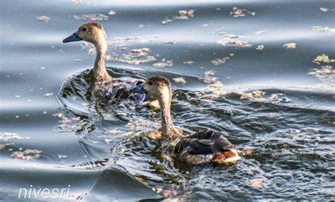 ஈரோட்டில் பல்லுயிர்கள் சூழல் நிரம்பிய எலத்தூர் குளம் | Elathur Lake is ...